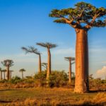 „Halo Madagaskar!”. Edukacyjny park dla młodych odkrywców