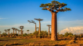 „Halo Madagaskar!”. Edukacyjny park dla młodych odkrywców Zakupy, LIFESTYLE - Wchodząc do kolorowego parku, który pojawi się w Magnolia Park, mali odkrywcy przeniosą się na Madagaskar, aby poznać mieszkańców tej wyspy i odkryć jej tajemnice. Na dzieci czeka edukacyjna wystawa przygotowana we współpracy z wrocławskim zoo oraz gry i interaktywne zabawy.